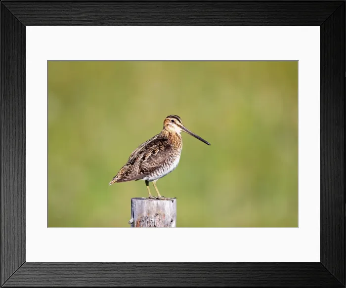 Framed Print : Picture No. 10890130