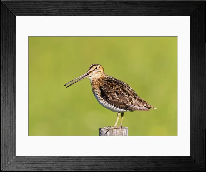 Framed Print : Picture No. 10890131