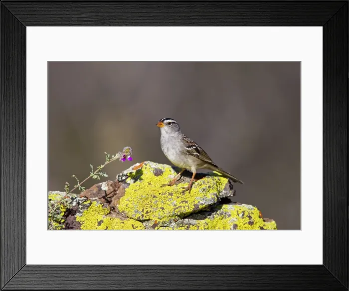 Framed Print : Picture No. 10890129 Framed Print : Picture No. 10890129