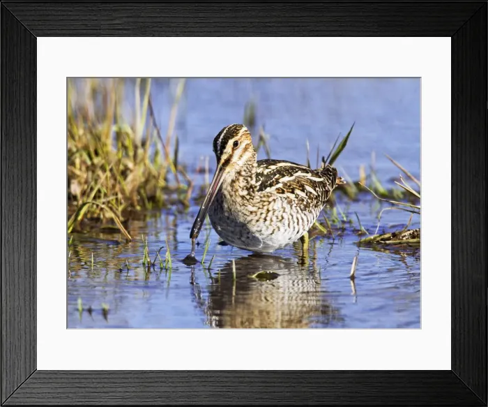Framed Print : Picture No. 10890132 Framed Print : Picture No. 10890132