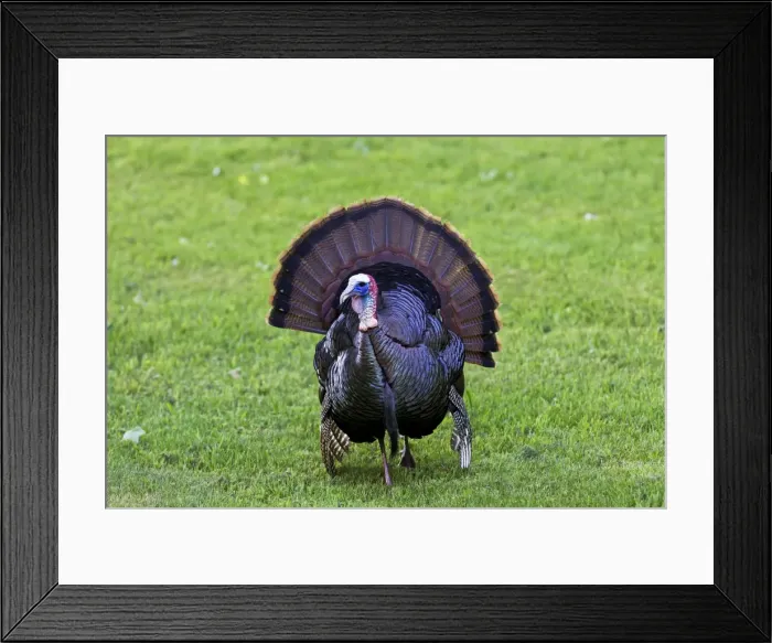 Framed Print : Picture No. 10890135 Framed Print : Picture No. 10890135