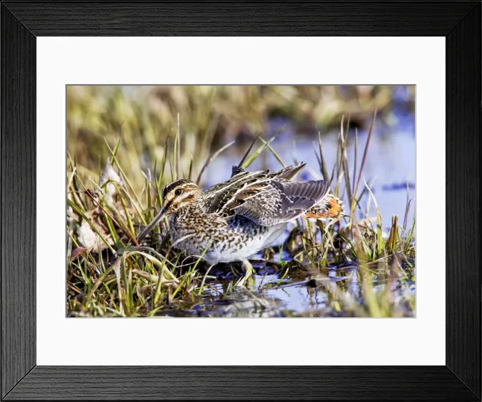 Framed Print : Picture No. 10890134