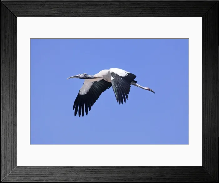 Framed Print : Picture No. 10890137 Framed Print : Picture No. 10890137