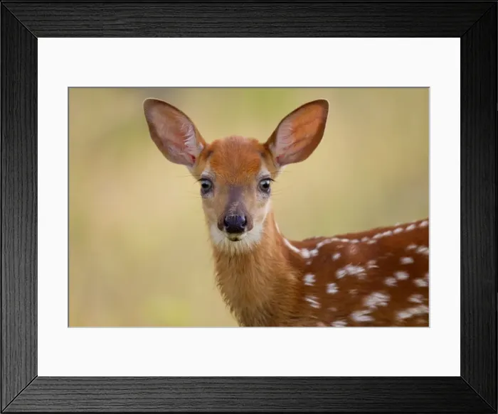 Framed Print : Picture No. 10890138 Framed Print : Picture No. 10890138