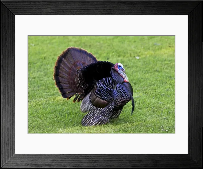 Framed Print : Picture No. 10890136 Framed Print : Picture No. 10890136