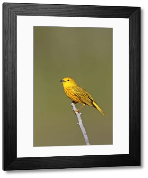 Framed Print : Picture No. 10890142 Framed Print : Picture No. 10890142