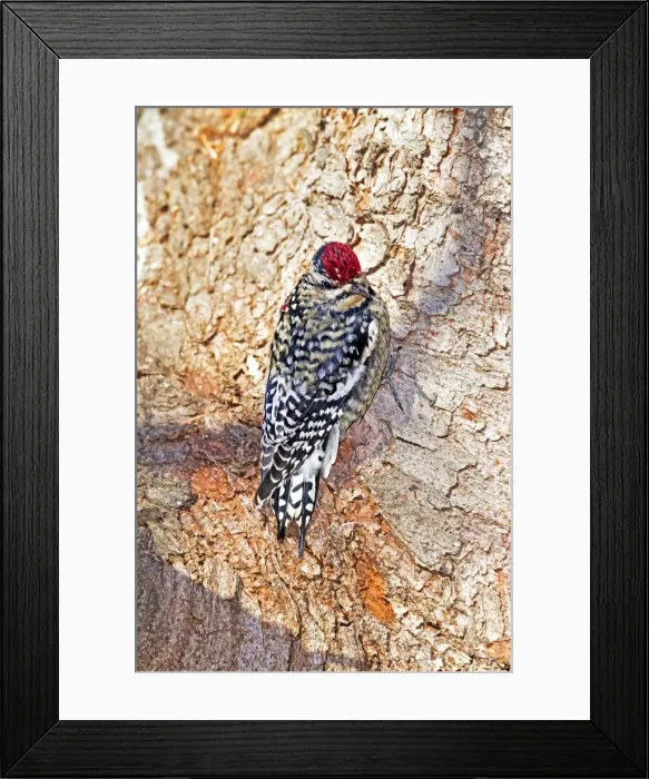 Framed Print : Picture No. 10890141 Framed Print : Picture No. 10890141