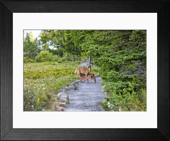 Framed Print : Picture No. 10890139 Framed Print : Picture No. 10890139