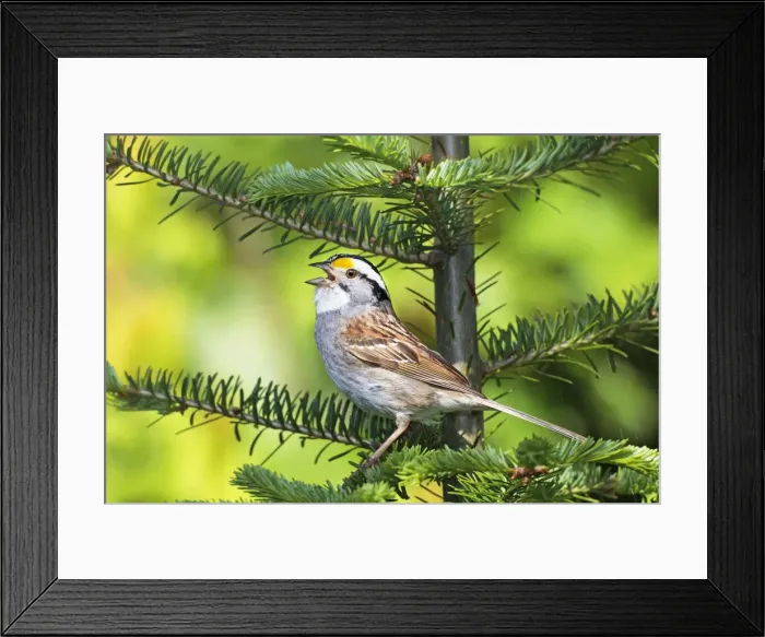 Framed Print : Picture No. 10890140 Framed Print : Picture No. 10890140