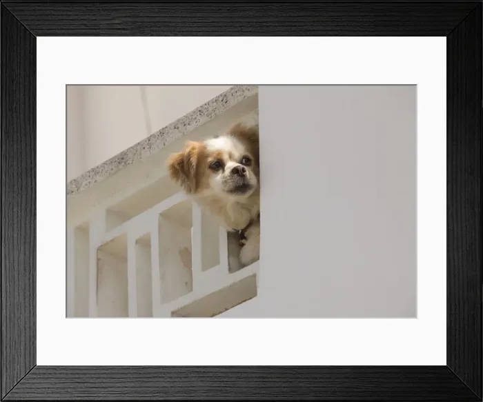 Framed Print : Picture No. 10890151 Framed Print : Picture No. 10890151
