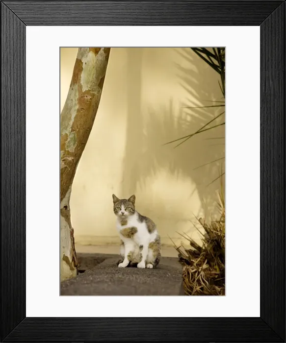 Framed Print : Picture No. 10890160 Framed Print : Picture No. 10890160