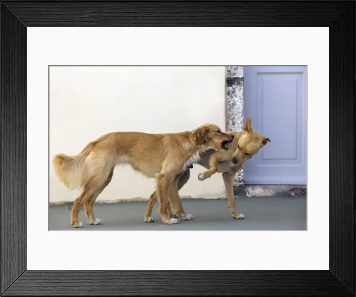 Framed Print : Picture No. 10890164 Framed Print : Picture No. 10890164