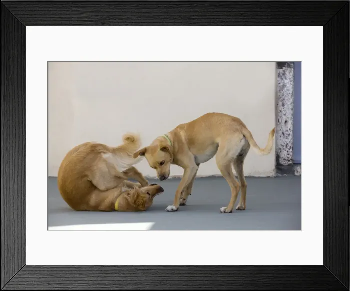 Framed Print : Picture No. 10890167 Framed Print : Picture No. 10890167