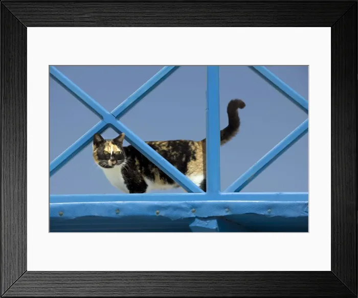 Framed Print : Picture No. 10890170