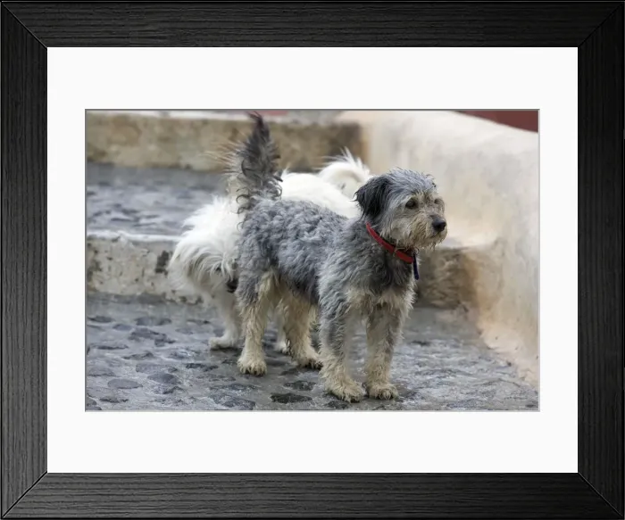 Framed Print : Picture No. 10890179 Framed Print : Picture No. 10890179