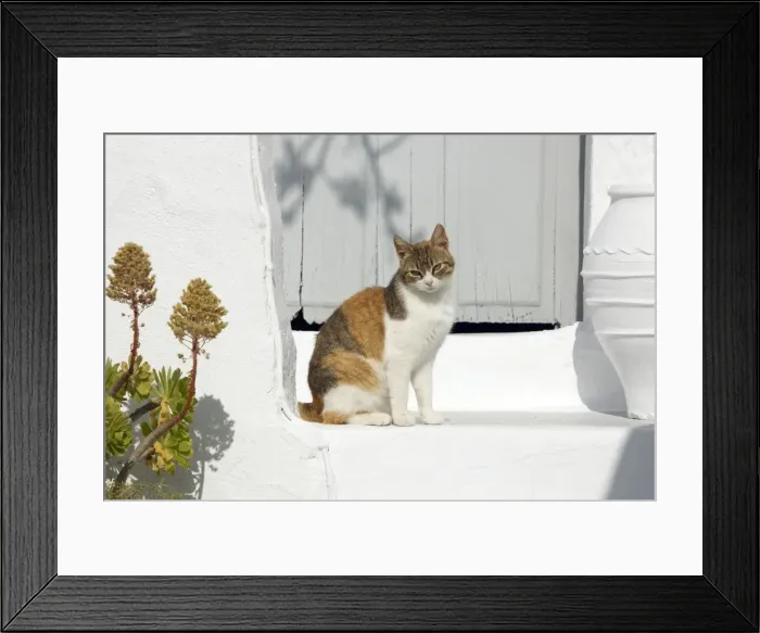 Framed Print : Picture No. 10890183 Framed Print : Picture No. 10890183