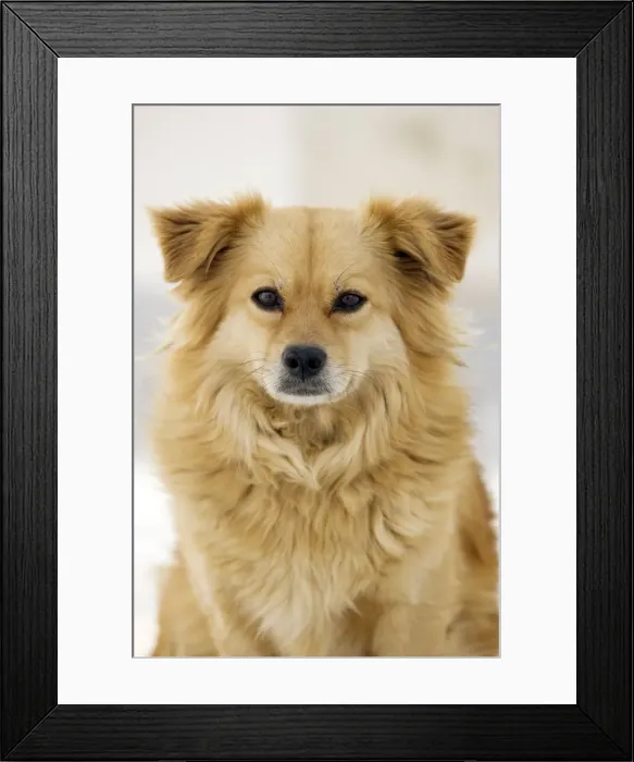 Framed Print : Picture No. 10890189 Framed Print : Picture No. 10890189