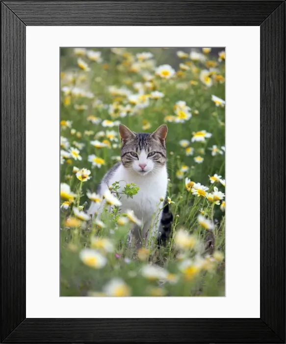 Framed Print : Picture No. 10890193 Framed Print : Picture No. 10890193