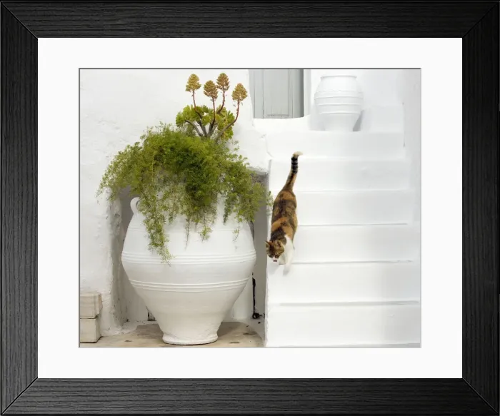 Framed Print : Picture No. 10890187