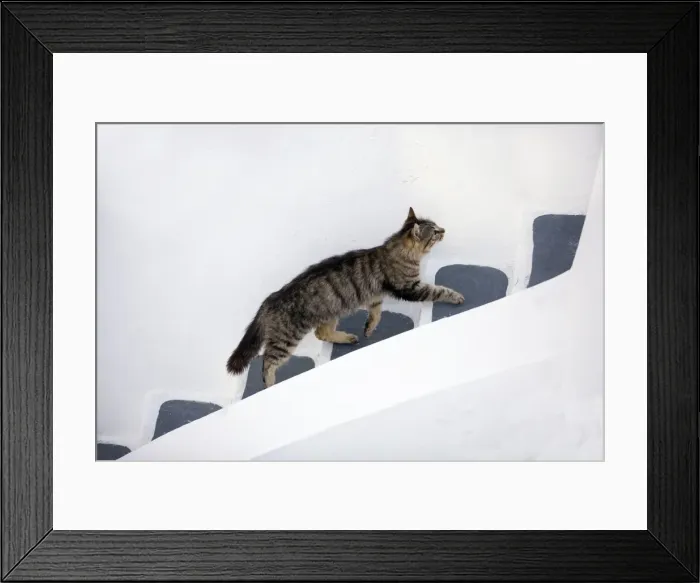 Framed Print : Picture No. 10890201 Framed Print : Picture No. 10890201
