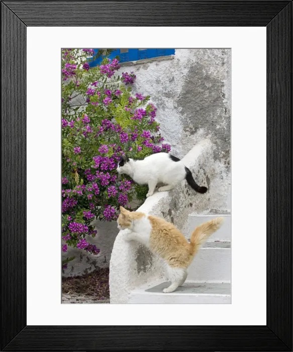Framed Print : Picture No. 10890195 Framed Print : Picture No. 10890195