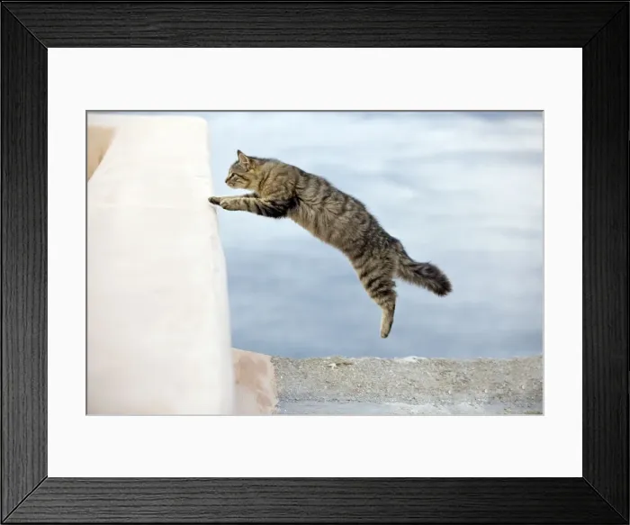 Framed Print : Picture No. 10890202 Framed Print : Picture No. 10890202