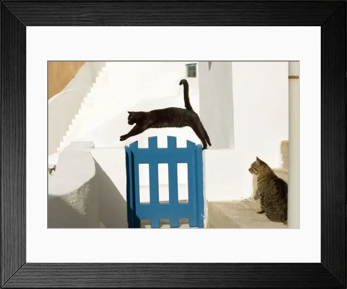 Framed Print : Picture No. 10890206 Framed Print : Picture No. 10890206
