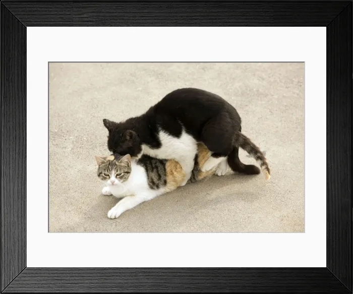 Framed Print : Picture No. 10890216 Framed Print : Picture No. 10890216