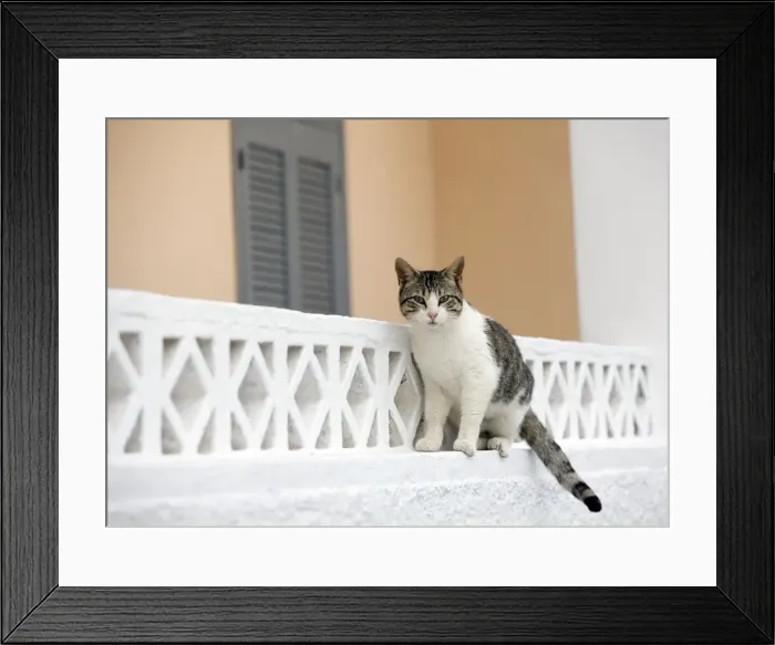 Framed Print : Picture No. 10890218 Framed Print : Picture No. 10890218