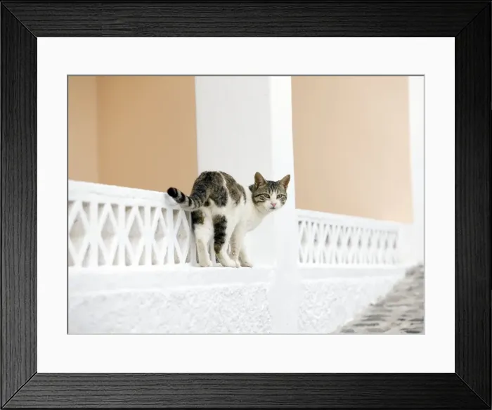 Framed Print : Picture No. 10890219