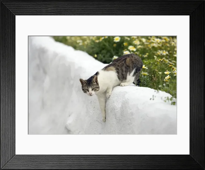 Framed Print : Picture No. 10890217 Framed Print : Picture No. 10890217