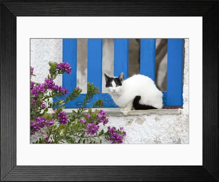 Framed Print : Picture No. 10890227 Framed Print : Picture No. 10890227