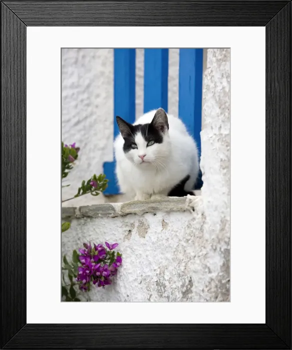 Framed Print : Picture No. 10890228 Framed Print : Picture No. 10890228