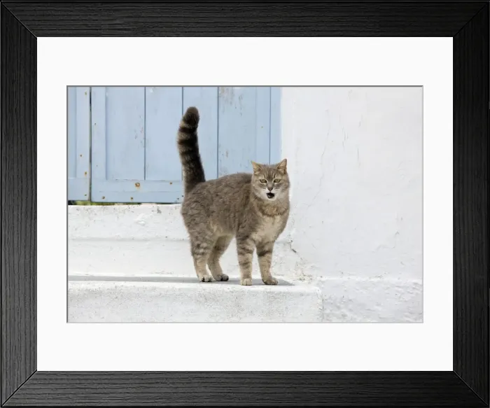 Framed Print : Picture No. 10890232