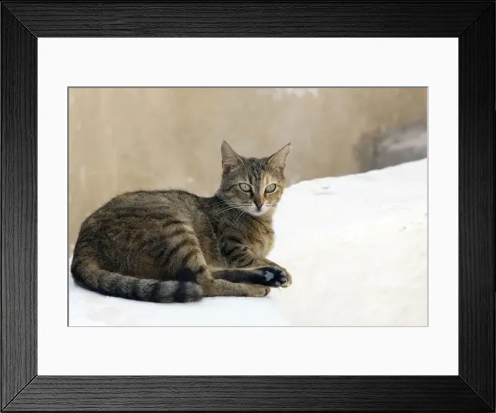 Framed Print : Picture No. 10890285 Framed Print : Picture No. 10890285