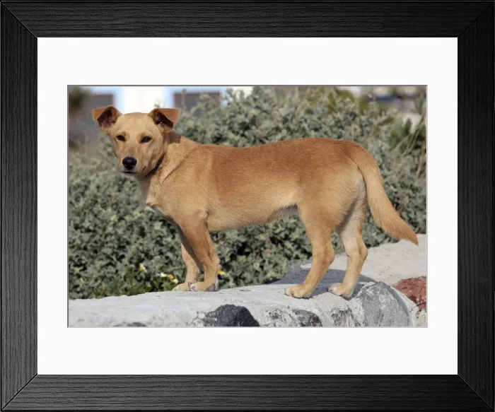 Framed Print : Picture No. 10890289 Framed Print : Picture No. 10890289