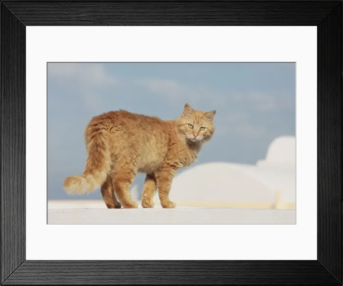 Framed Print : Picture No. 10890290 Framed Print : Picture No. 10890290
