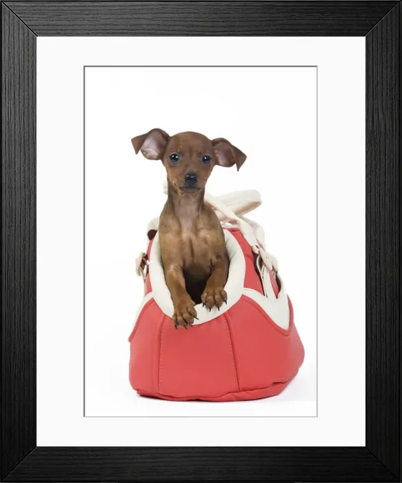 Framed Print : Picture No. 10890294 Framed Print : Picture No. 10890294