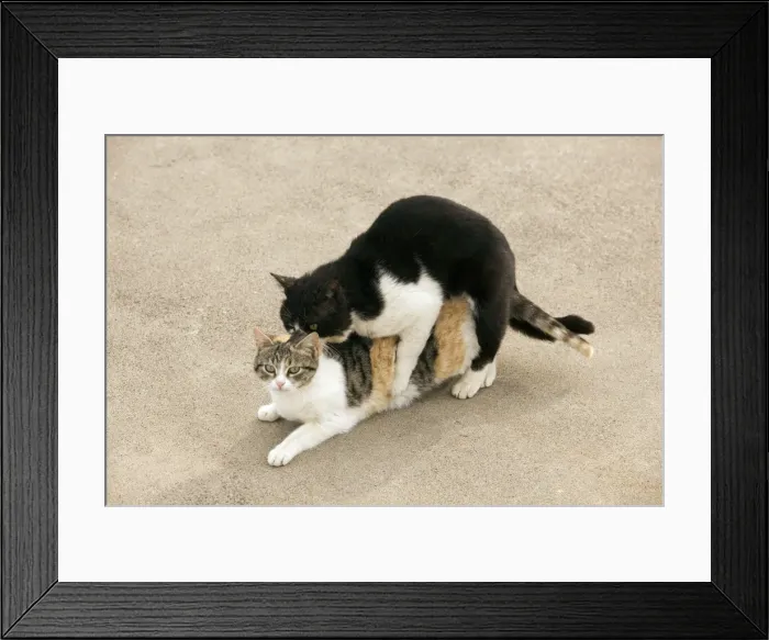 Framed Print : Picture No. 10890286 Framed Print : Picture No. 10890286