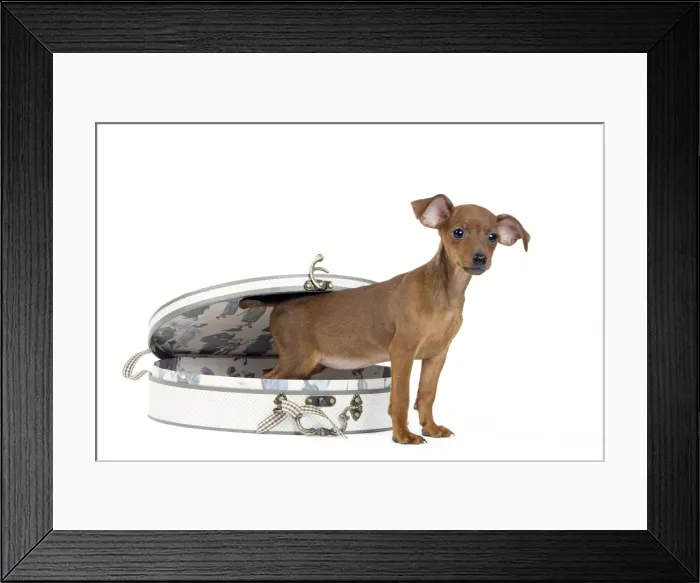 Framed Print : Picture No. 10890295 Framed Print : Picture No. 10890295