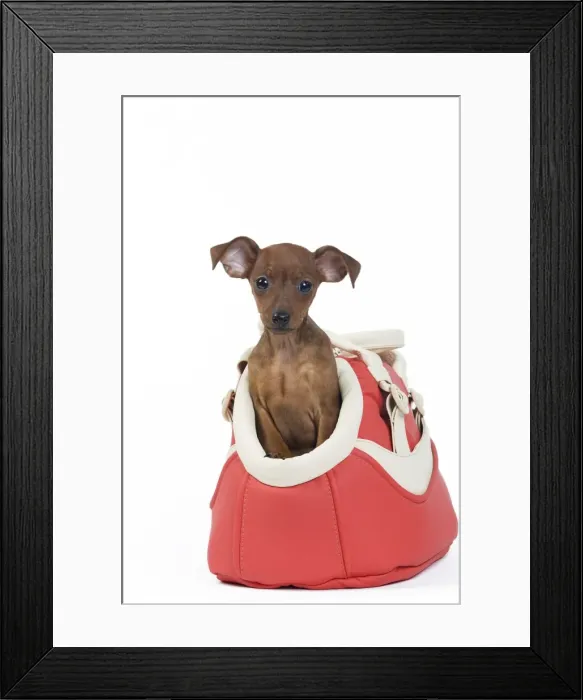 Framed Print : Picture No. 10890293 Framed Print : Picture No. 10890293