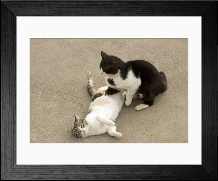 Framed Print : Picture No. 10890287 Framed Print : Picture No. 10890287