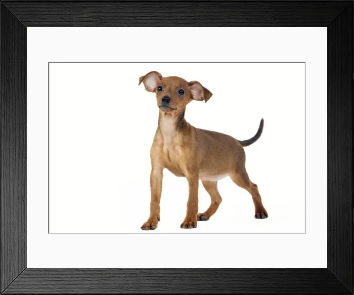 Framed Print : Picture No. 10890296 Framed Print : Picture No. 10890296