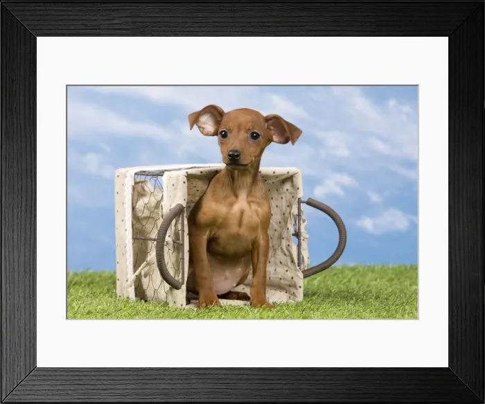Framed Print : Picture No. 10890299 Framed Print : Picture No. 10890299