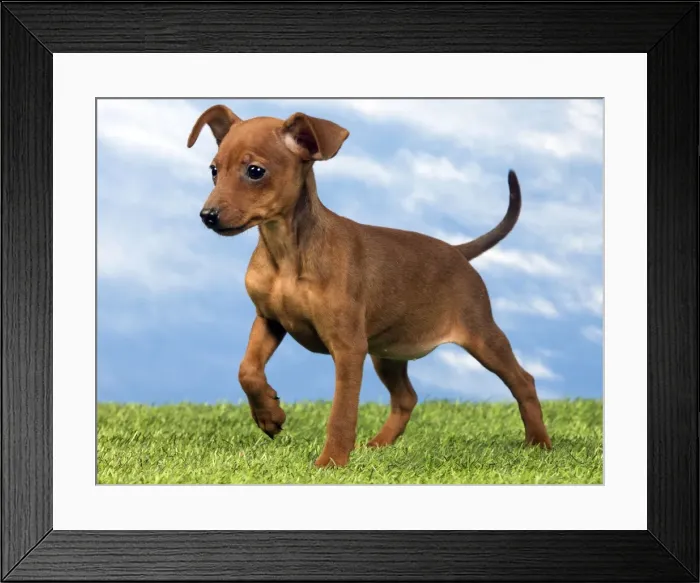 Framed Print : Picture No. 10890300 Framed Print : Picture No. 10890300