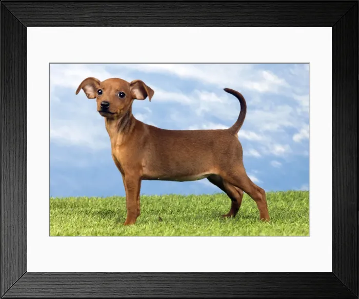 Framed Print : Picture No. 10890301 Framed Print : Picture No. 10890301
