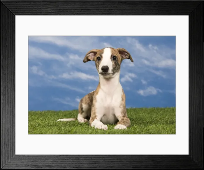 Framed Print : Picture No. 10890304 Framed Print : Picture No. 10890304