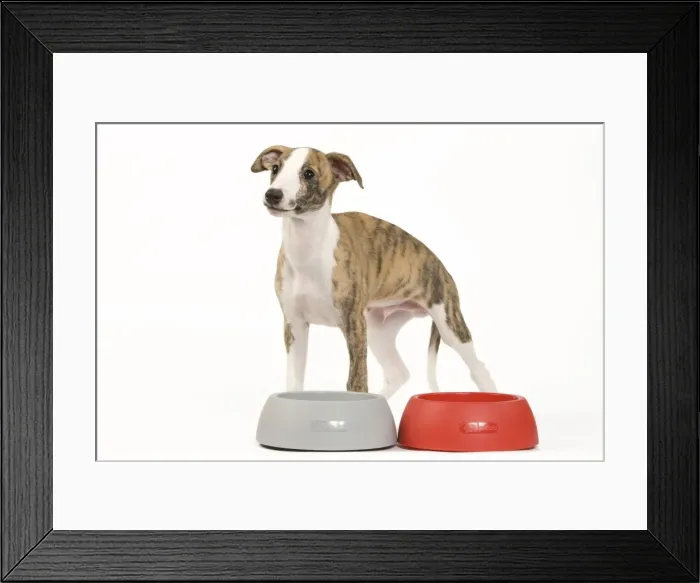 Framed Print : Picture No. 10890309