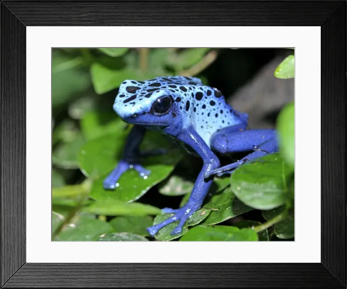 Framed Print : Picture No. 10890313