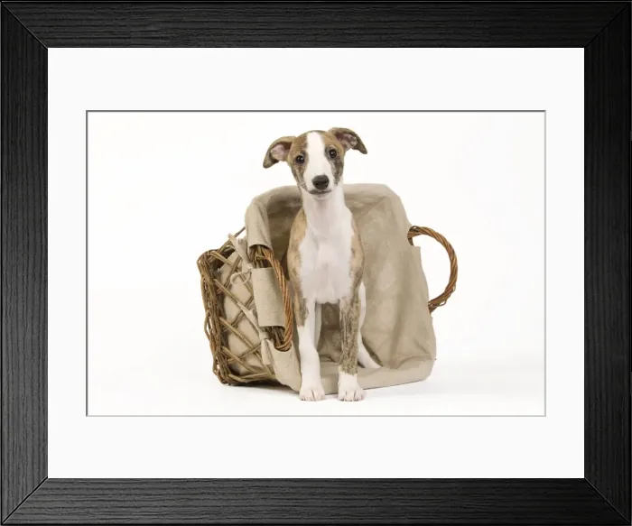 Framed Print : Picture No. 10890310 Framed Print : Picture No. 10890310